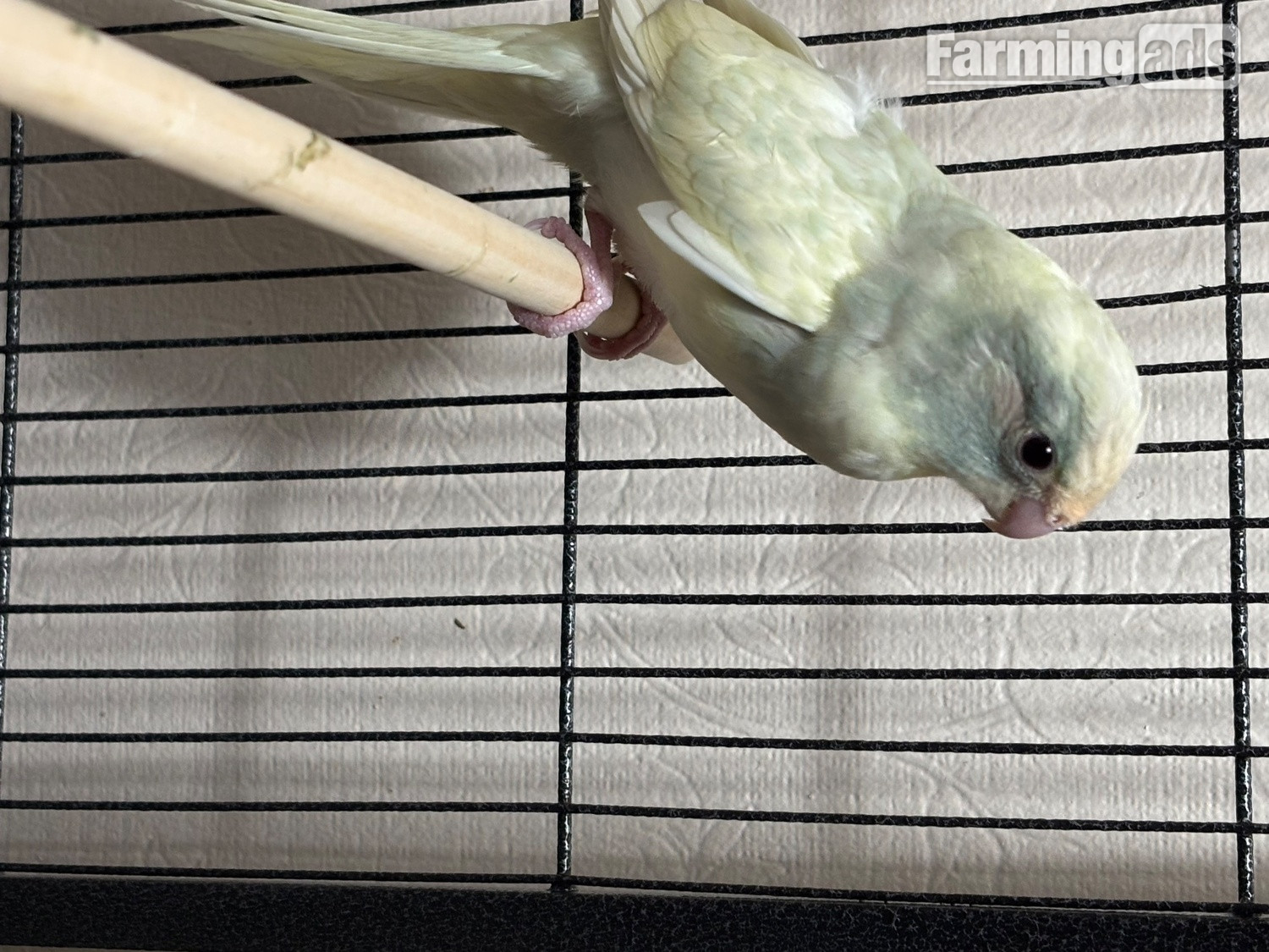 Kakariki parakeet , 