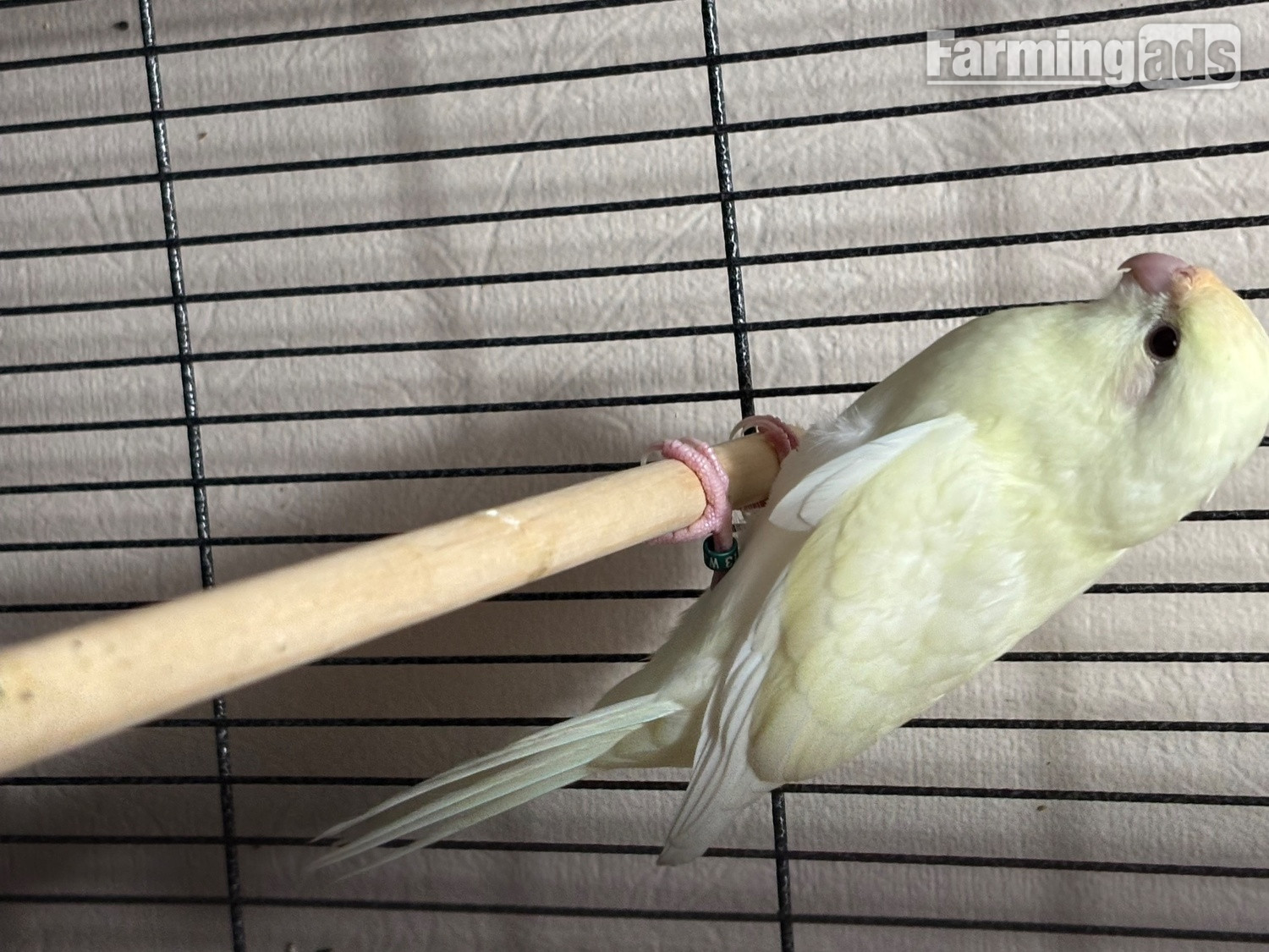 Kakariki parakeet , 
