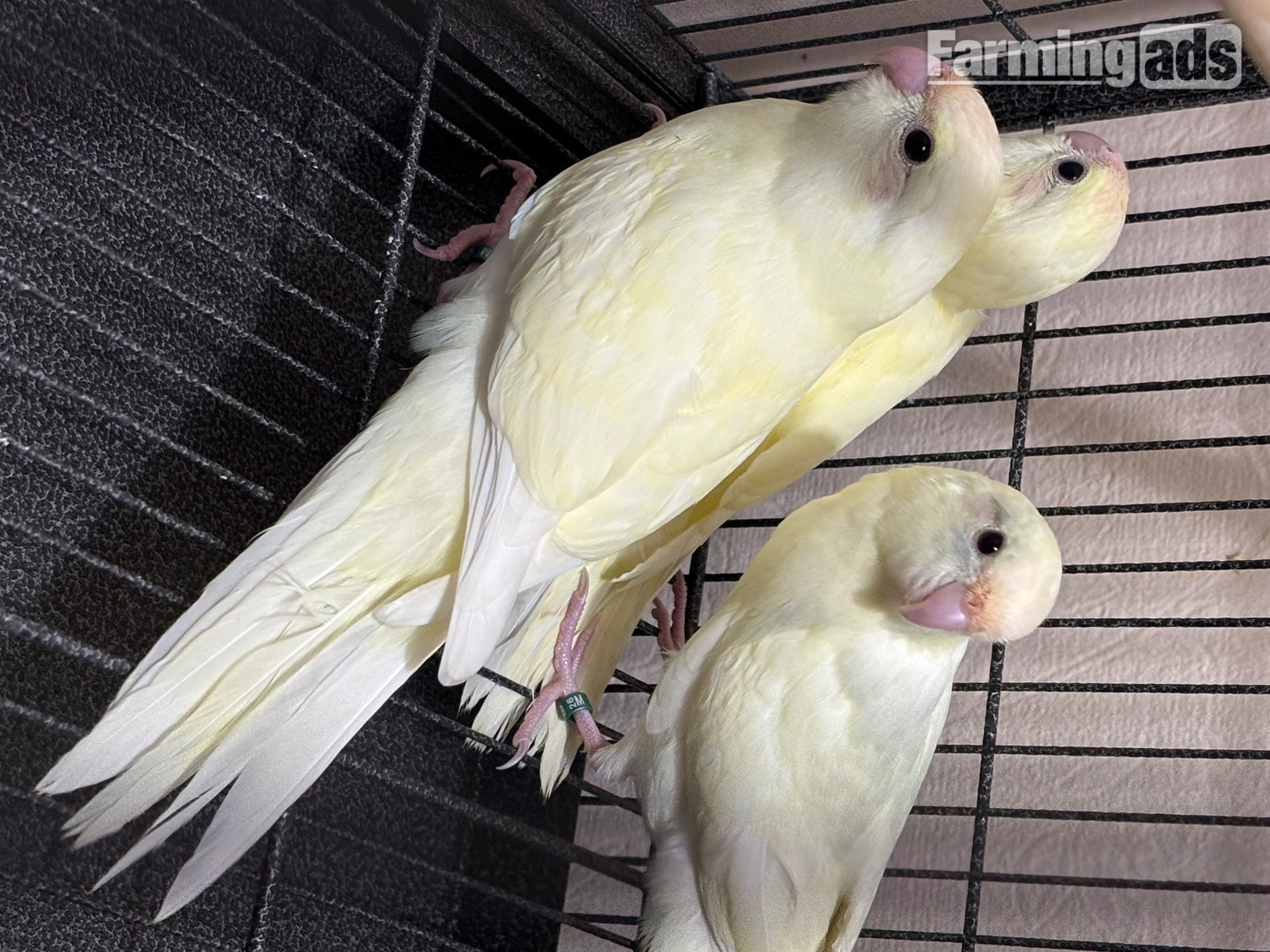  Kakariki parakeet , 