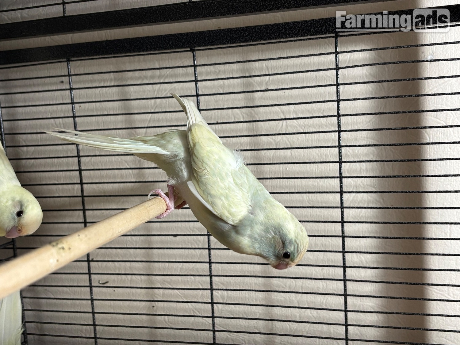 Kakariki parakeet ,  - {CATEGORY}