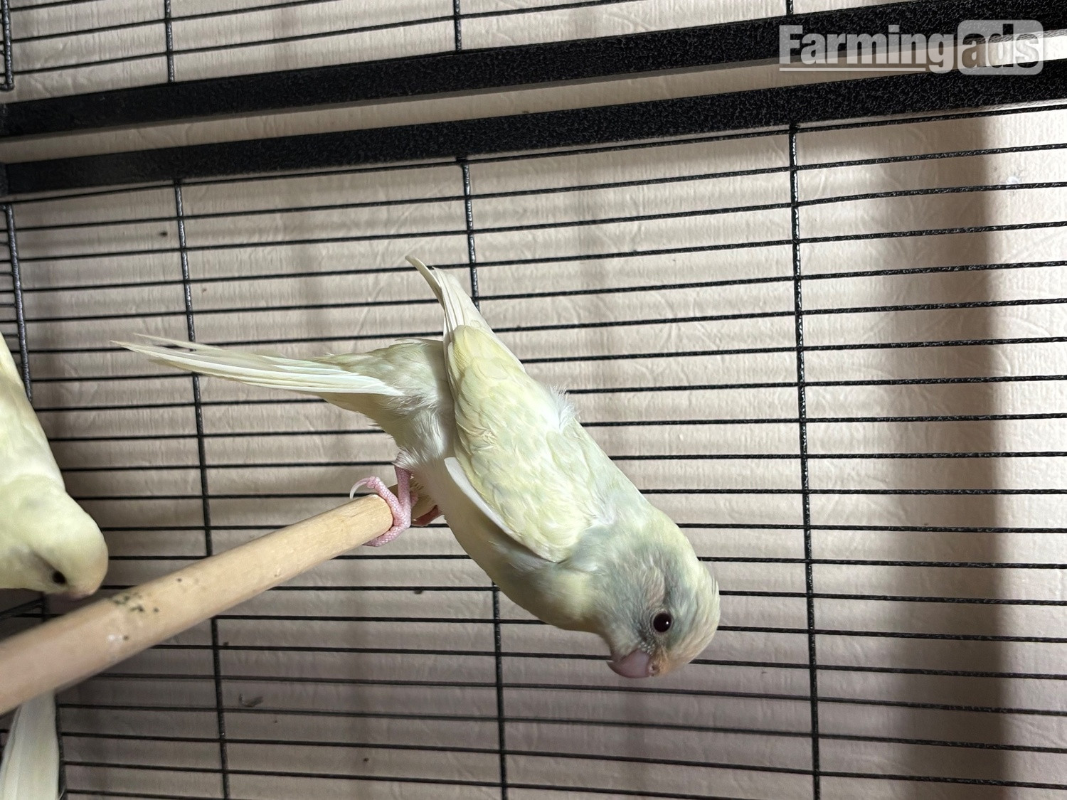 Kakariki parakeet ,  - {CATEGORY}