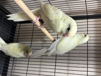 Kakariki parakeet , 