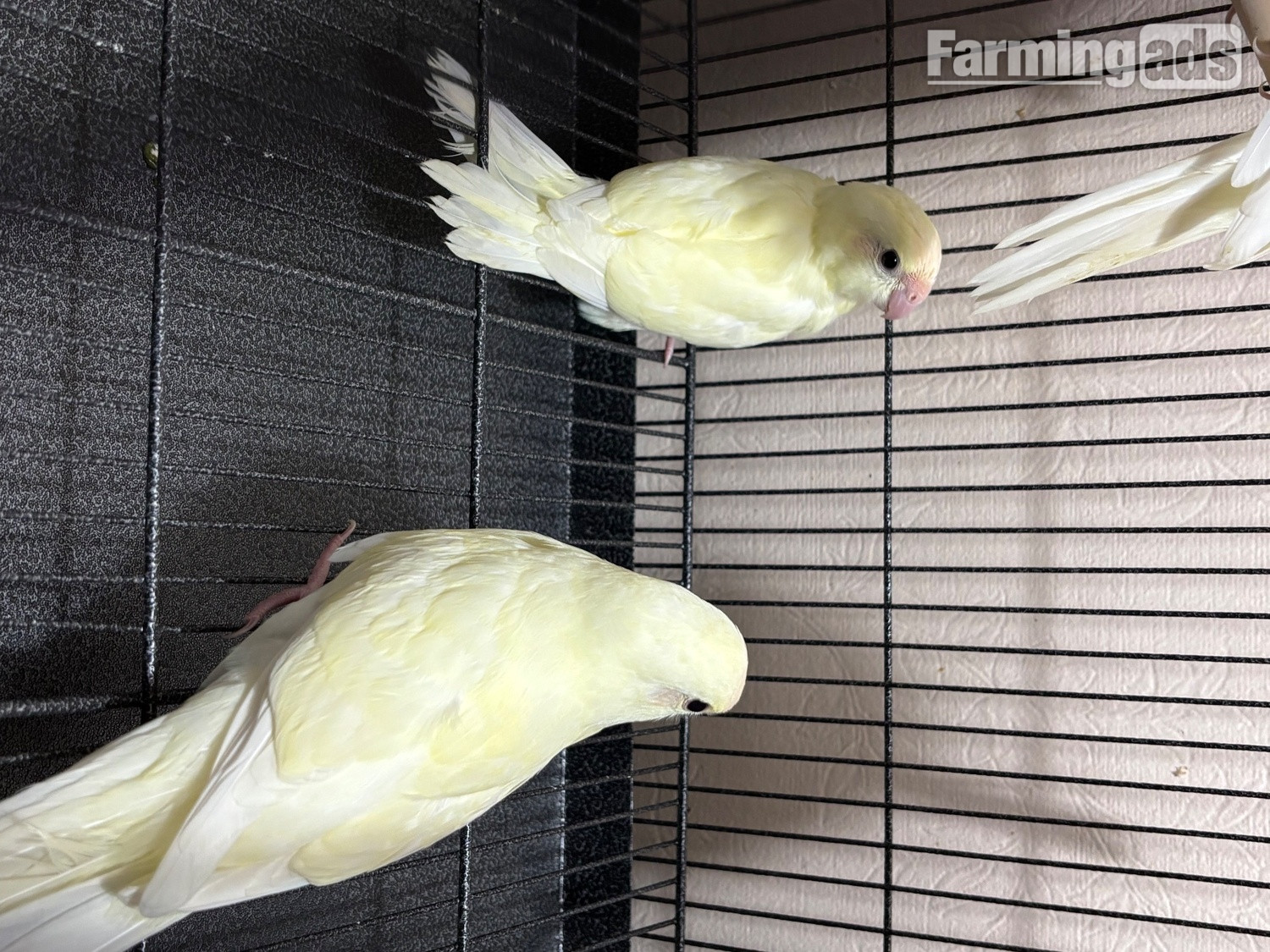 Kakariki parakeet ,  