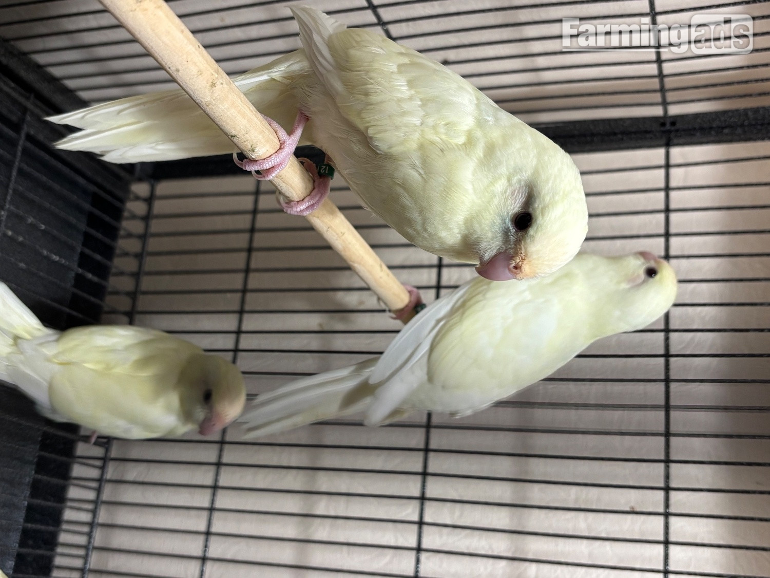 {CATEGORY} - Kakariki parakeet , 