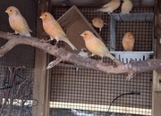 Mixed Irish/Fife Canaries