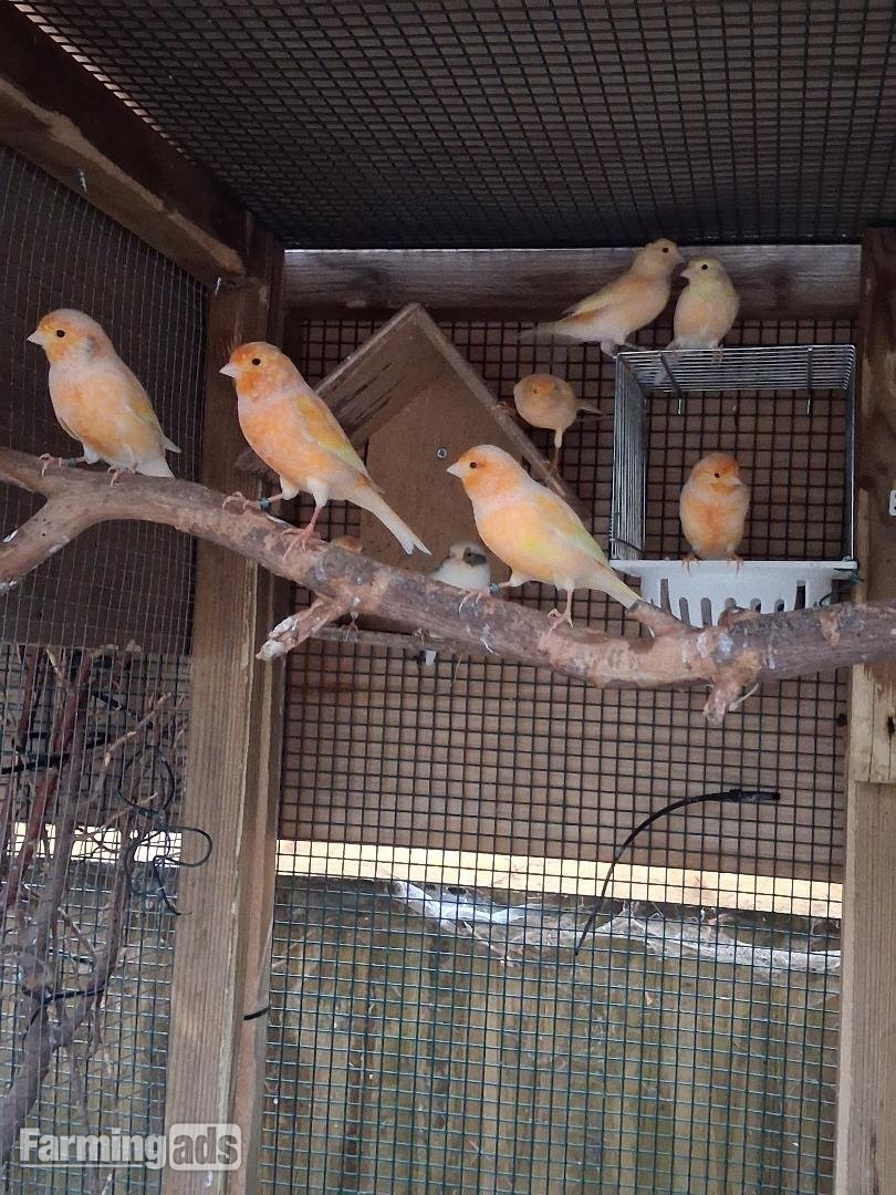 Mixed Irish/Fife Canaries