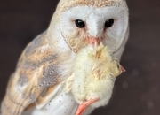 Female Barn Owl 3 Years Old