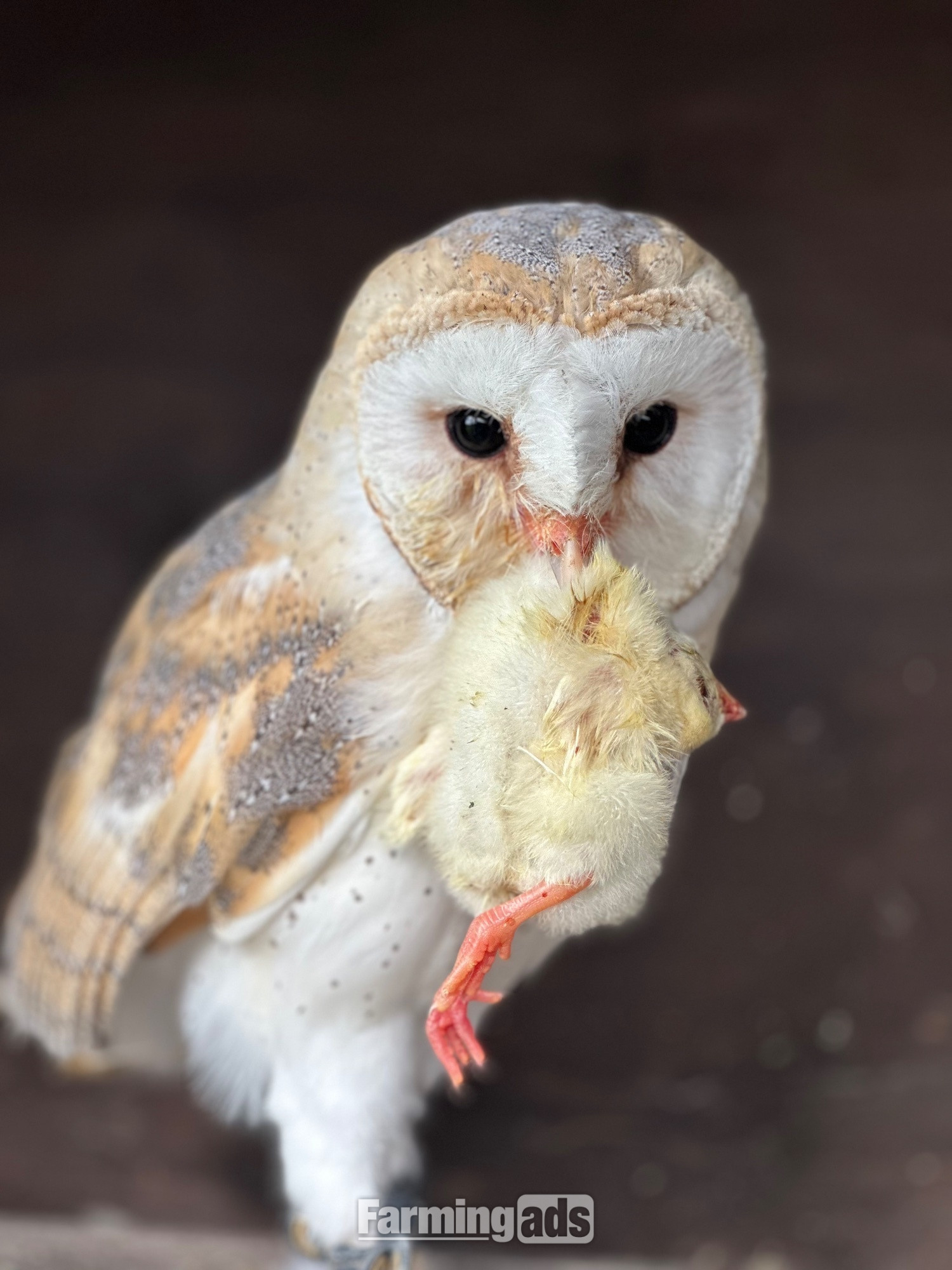 Female Barn Owl 3 Years Old