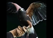 Male Harris Hawk wanted, Yorkshire based 