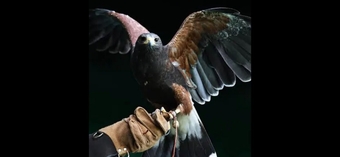 Male Harris Hawk wanted, Yorkshire based 