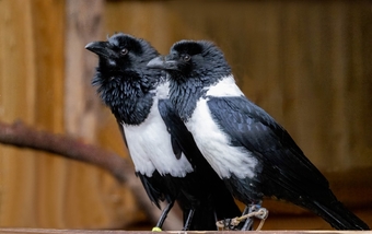 African pied crows 