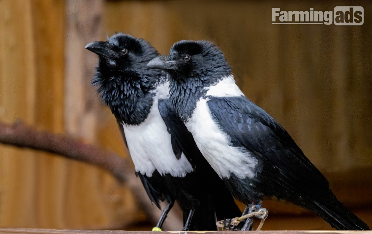 African pied crows 