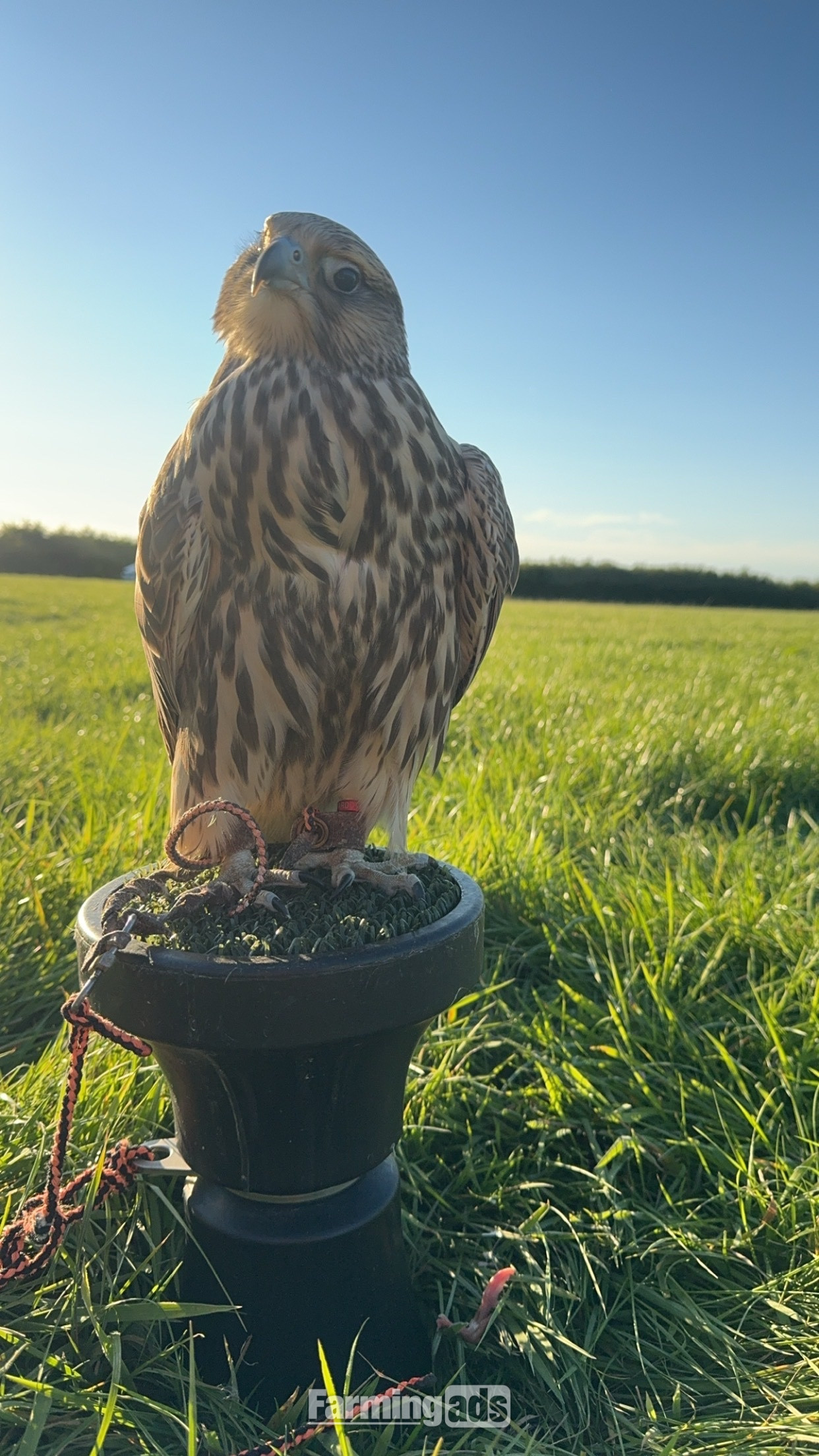 2026 saker falcons 1 male 2 females 