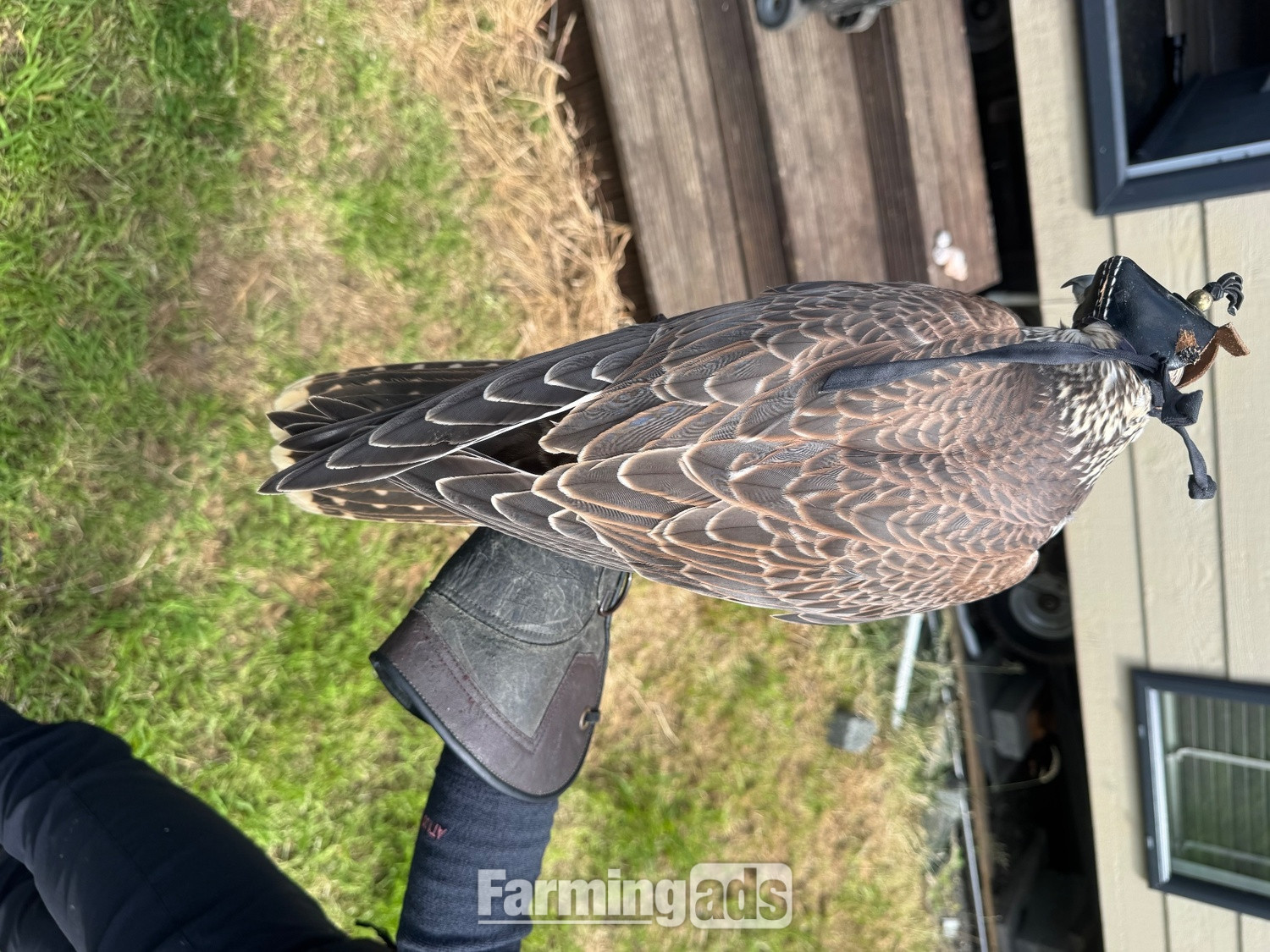 2026 saker falcons 1 male 2 females 