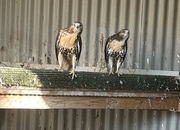 2026 Ferrutails Ready Now Male and Female