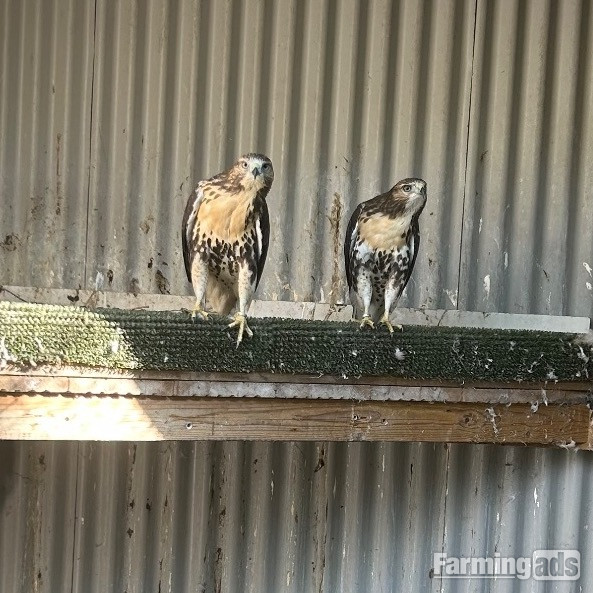 2026 Ferrutails Ready Now Male and Female