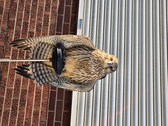 2026 female gyr x peregrine 