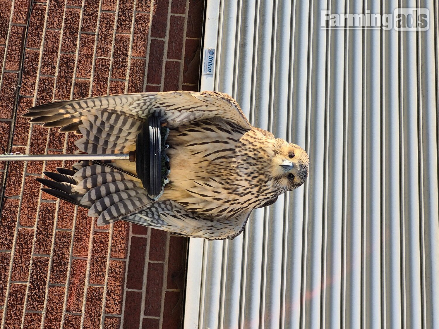 2026 female gyr x peregrine 