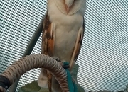 Barn owl 10 weeks old 