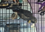 Baby African grey hand reared