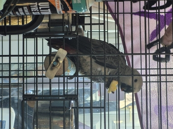 Baby African grey hand reared