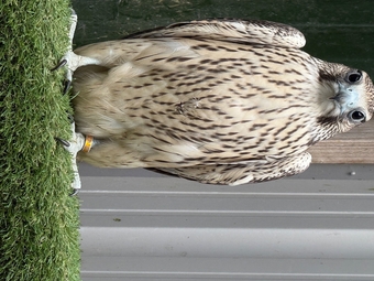 2026 p/r Gyr x peregrines with 1/4 Barbary in them males &amp;females a10s in place