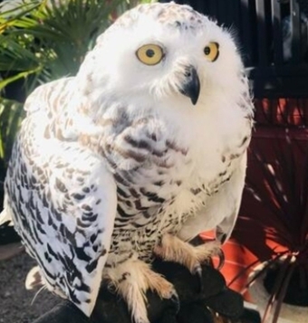 Female Snowy owl 3 years old 