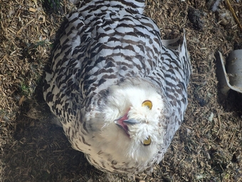 Female Snowy owl 3 years old 