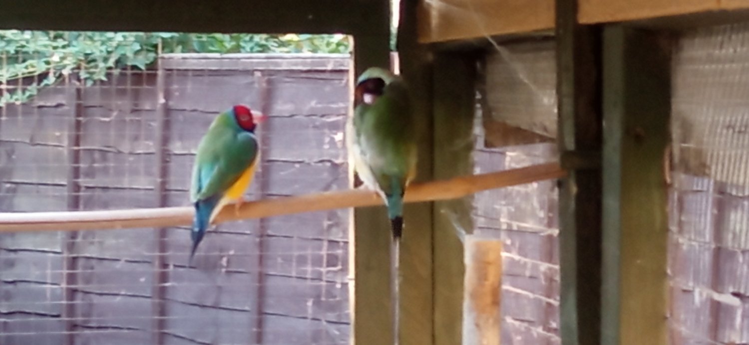 I have 2 gauldian finches for sale good condition and well looked after