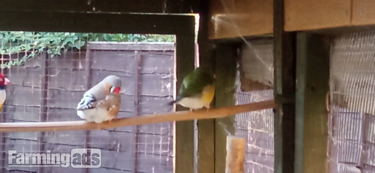 I have 2 gauldian finches for sale good condition and well looked after