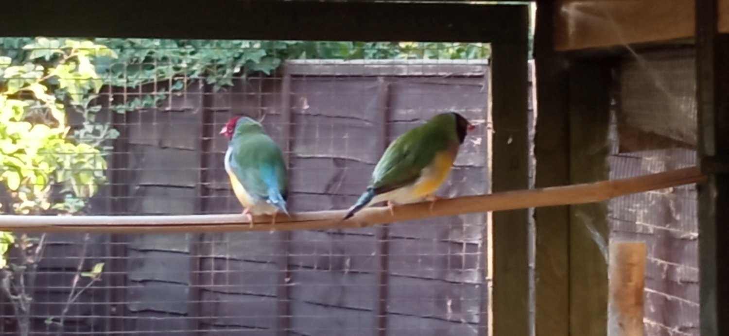  I have 2 gauldian finches for sale good condition and well looked after