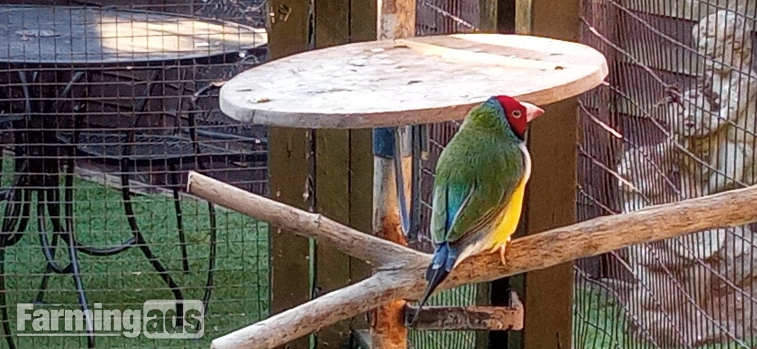 I have 2 gauldian finches for sale good condition and well looked after - {CATEGORY}