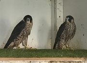 2025 cast of female peregrine sisters