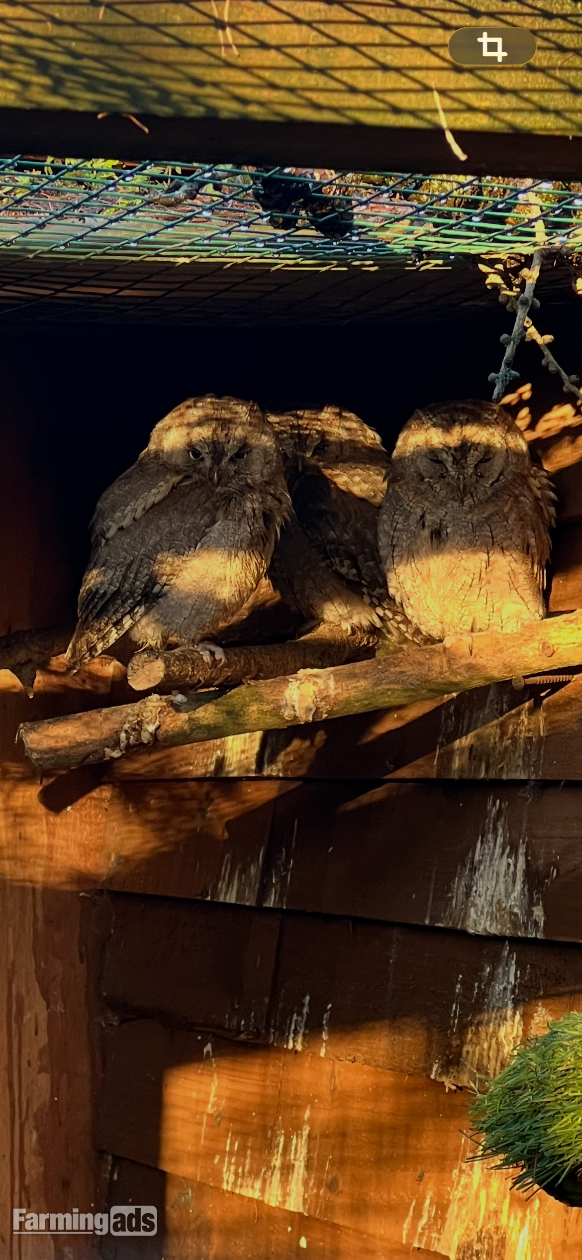 European scops owls &amp; pair of pygmy owls