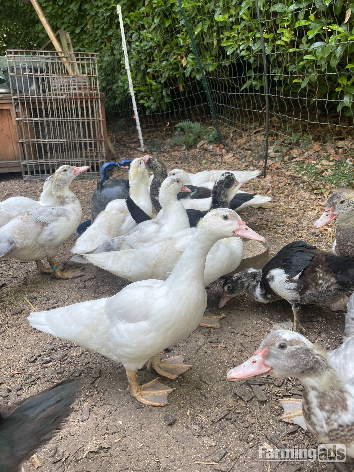 Gorgeous Muscovy ducklings 11 weeks old