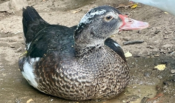 Gorgeous Muscovy ducklings 11 weeks old
