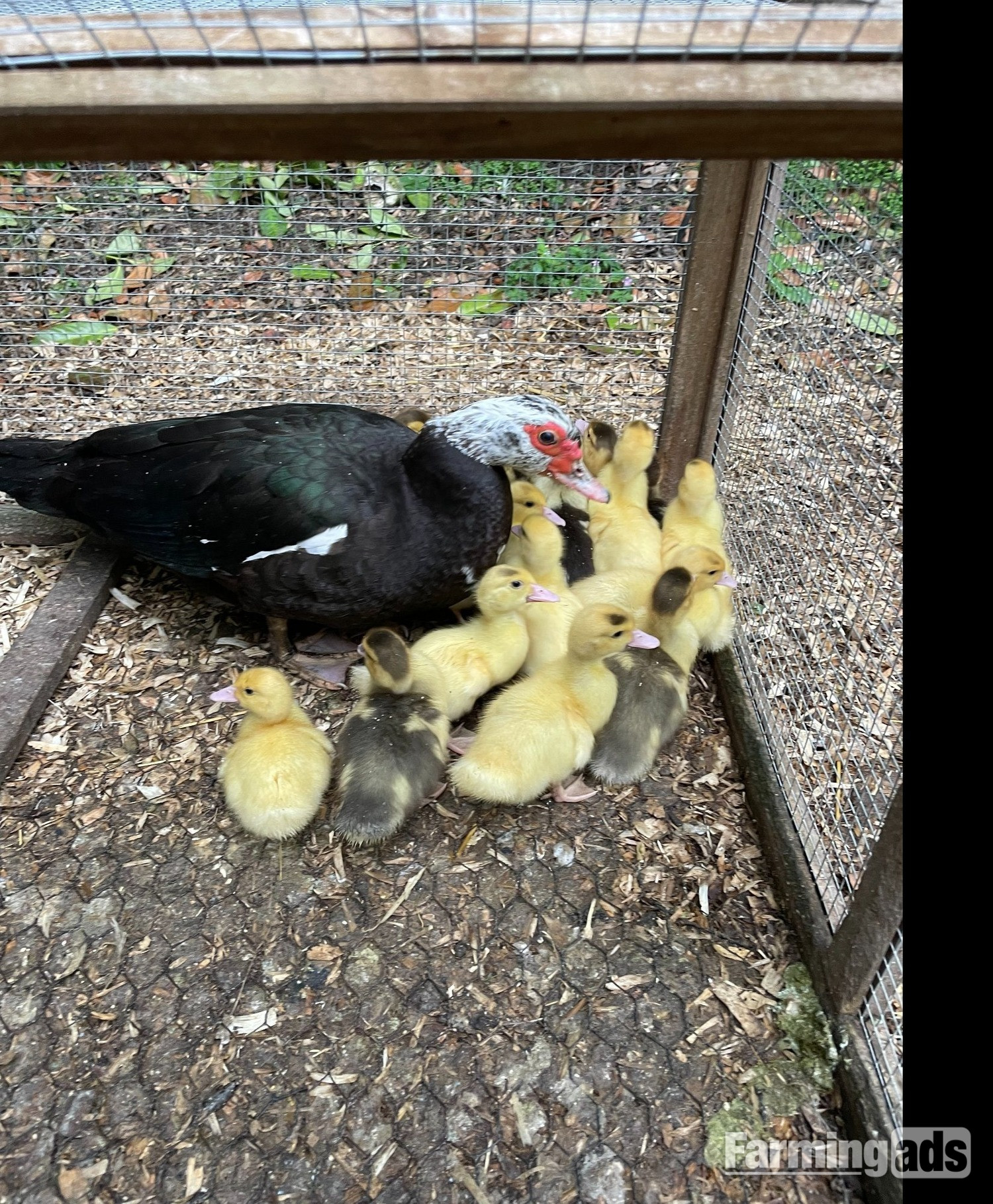 Gorgeous Muscovy ducklings 11 weeks old