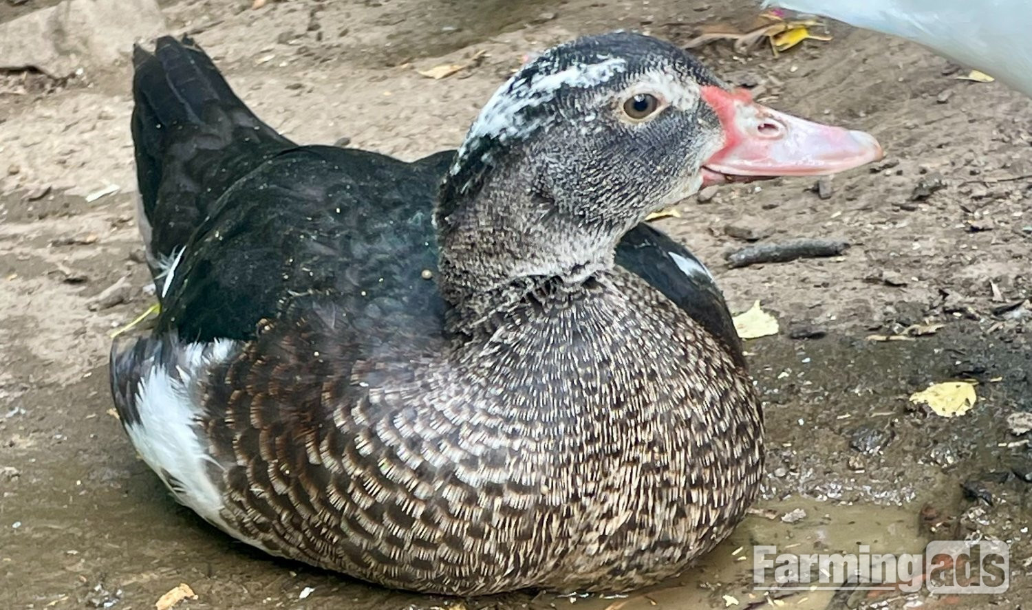  Gorgeous Muscovy ducklings 11 weeks old