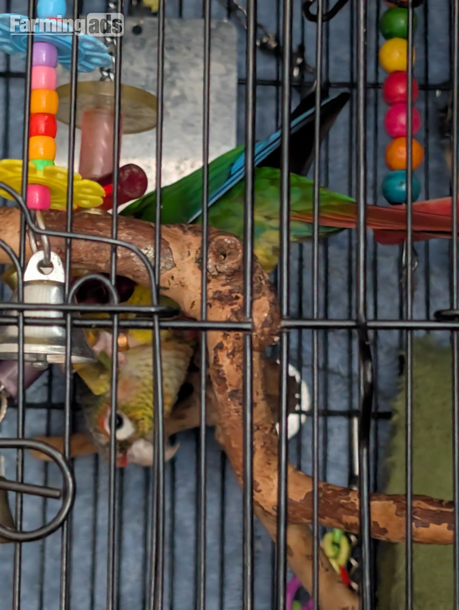 2 year old pineapple conure