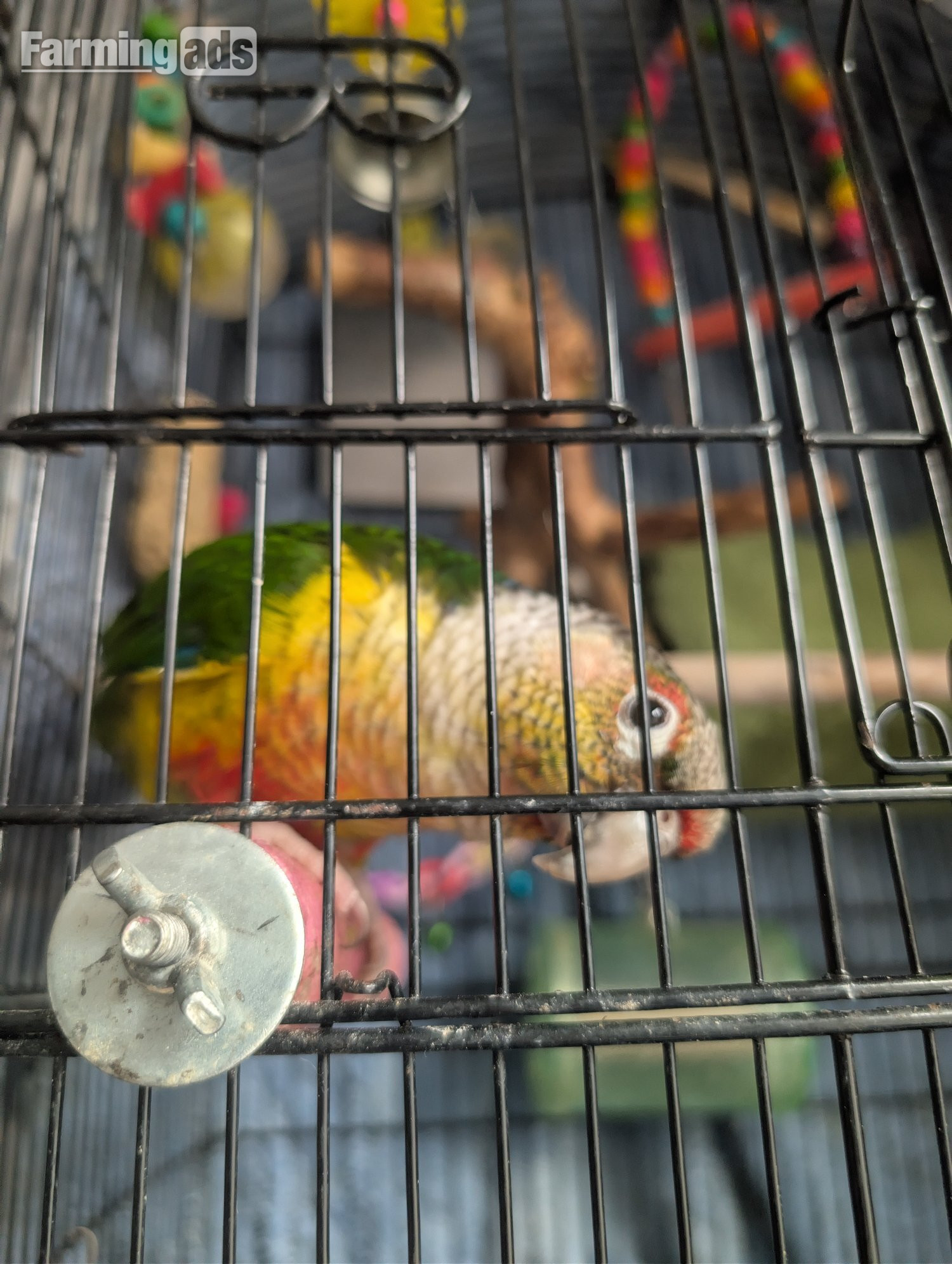 2 year old pineapple conure - {CATEGORY}