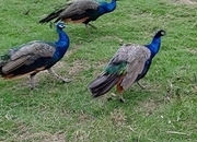 Two year old peacocks for sale