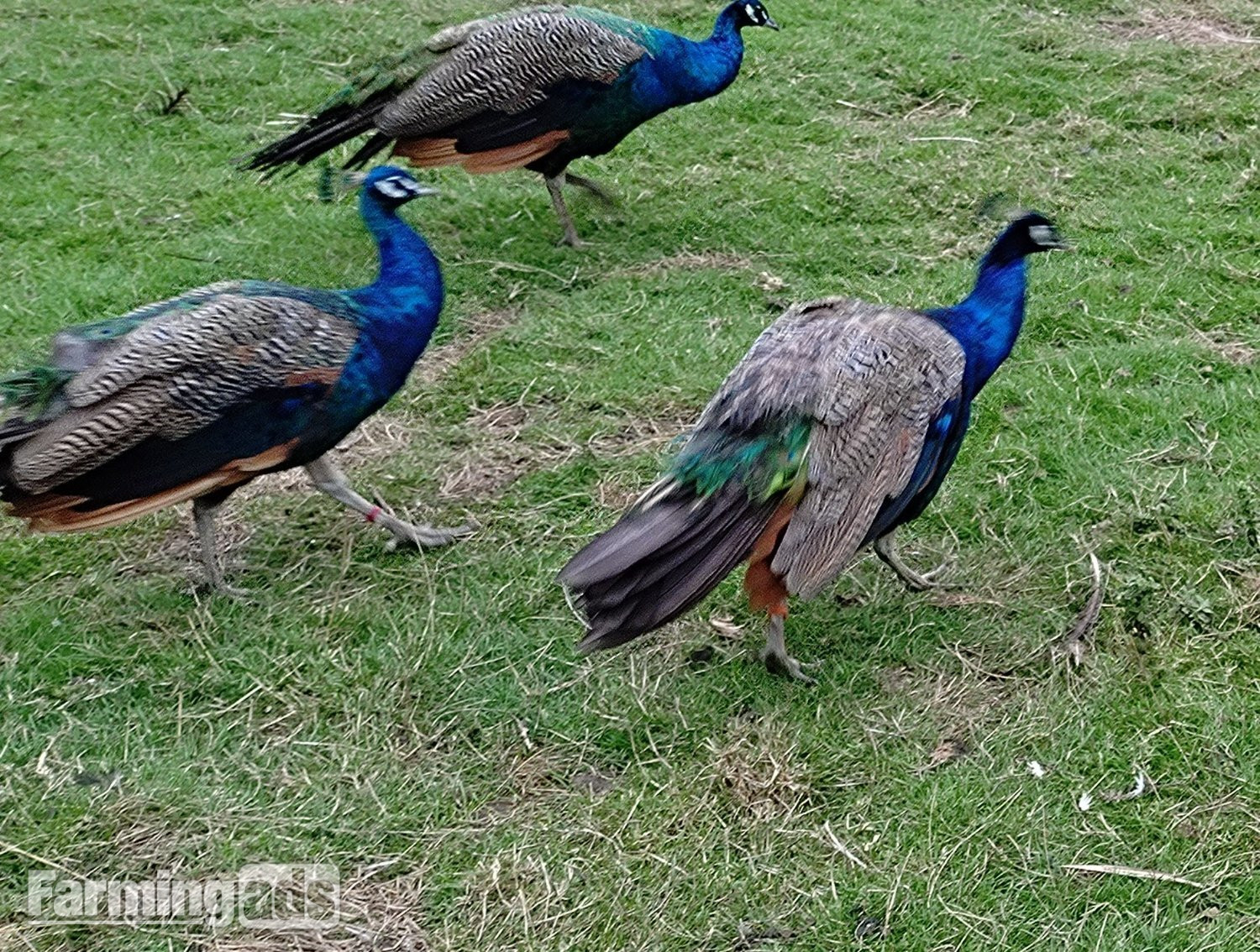 Two year old peacocks for sale