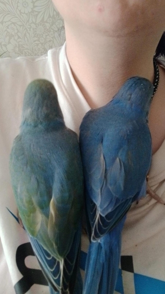 10 to 11 weeks old ringnecks 