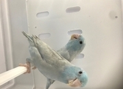 Parrotlet Pairs mutations