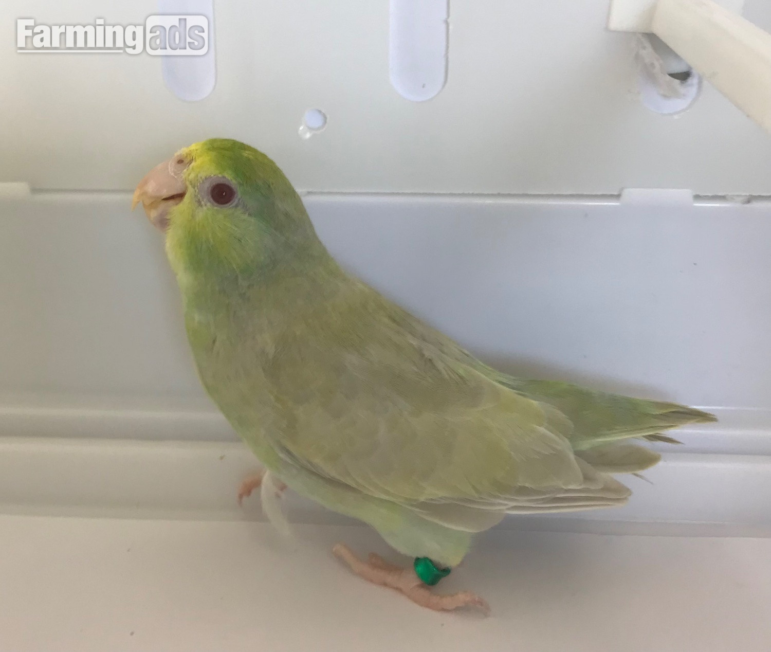 Parrotlet Pairs mutations