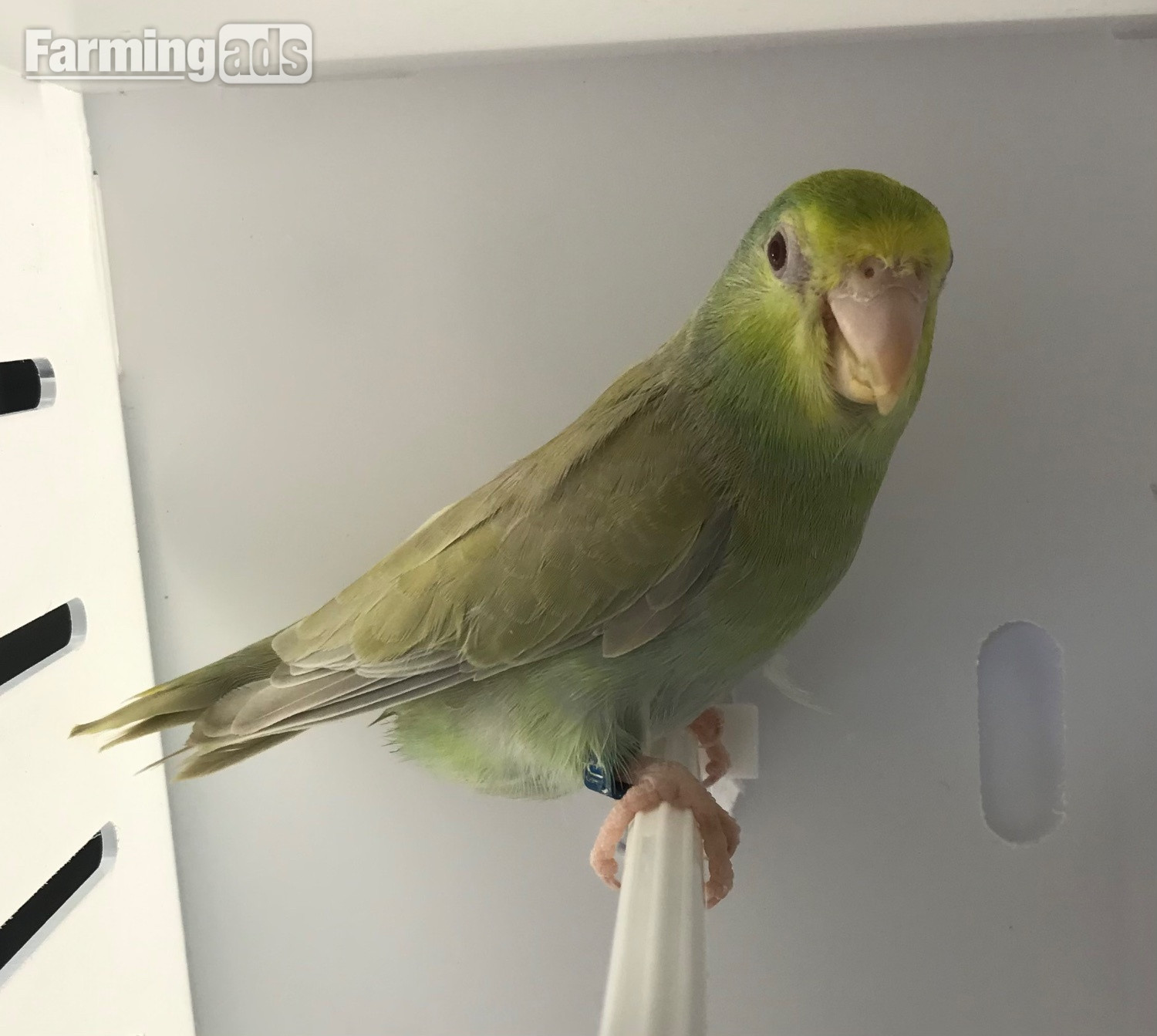  Parrotlet Pairs mutations