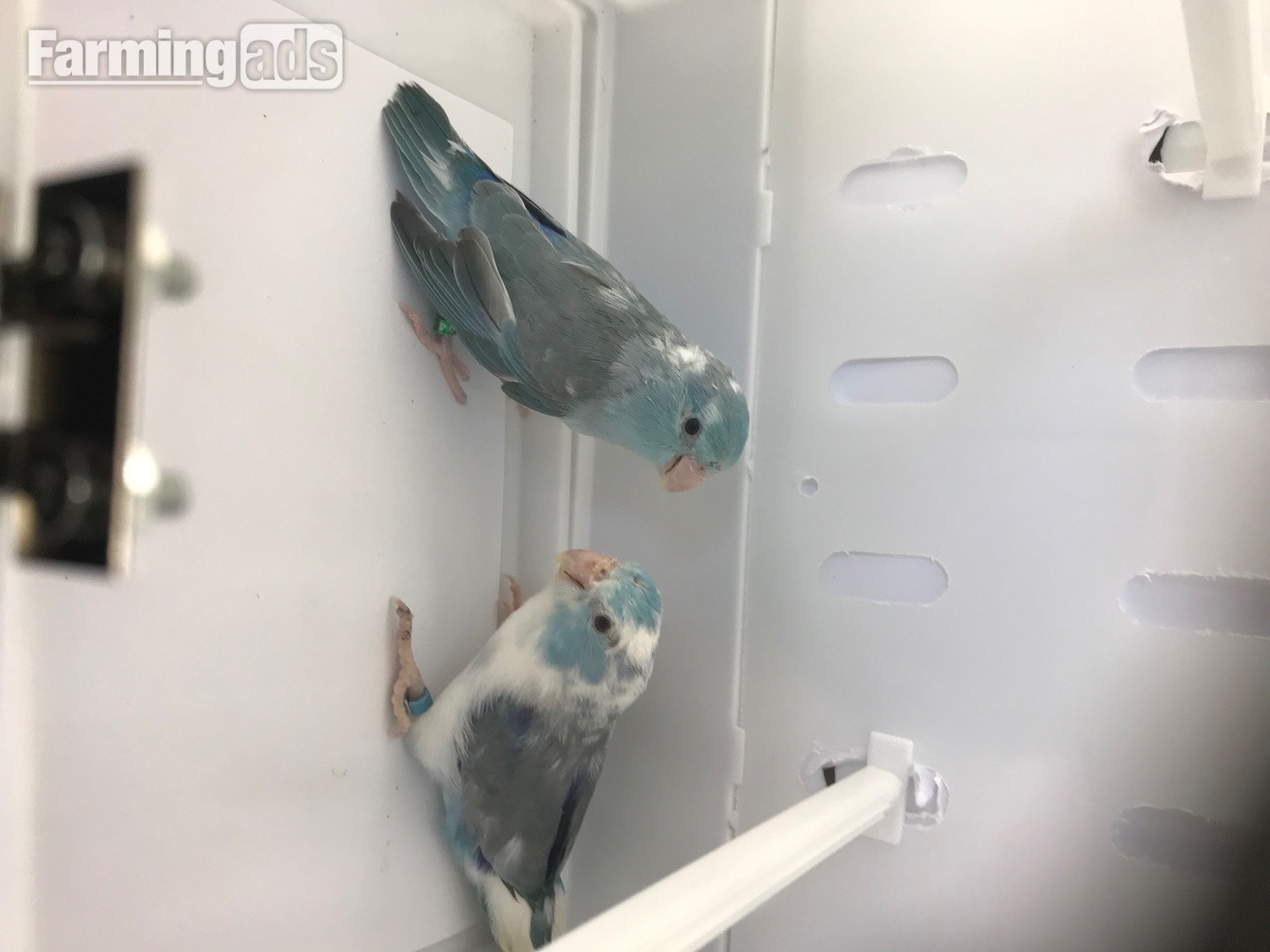 Parrotlet Pairs mutations - {CATEGORY}