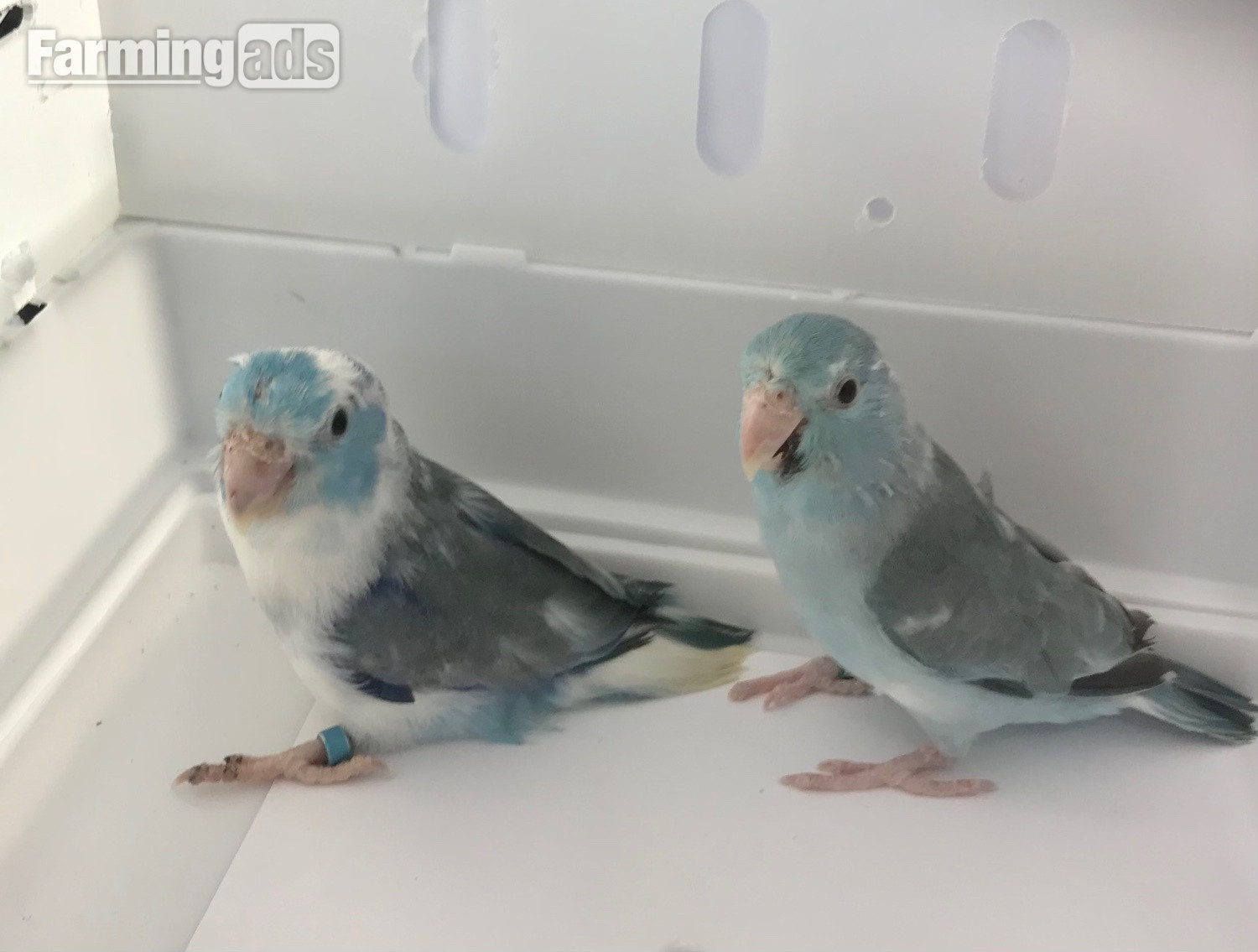 Parrotlet Pairs mutations - {CATEGORY}