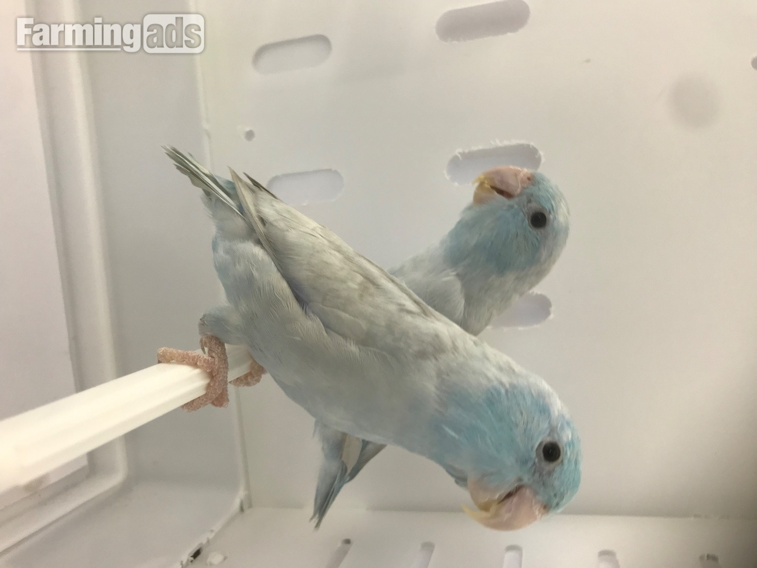 Parrotlet Pairs mutations 