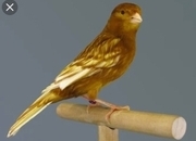 Phaeo and Red Black Canaries